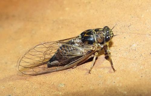Tettigettalna argentata